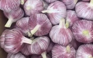 Fresh Garlic